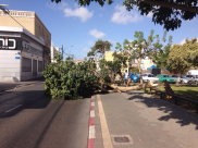 بالصور: سقوط شجرة ضخمة في شارع "ييفت" دون وقوع إصابات 